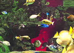 Ripley's Aquarium fish tank lit up with red LED Lighting